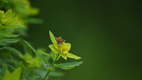a delicate, small butterfly with brown and orange wings perches on a cluster of bright yellow flowers.