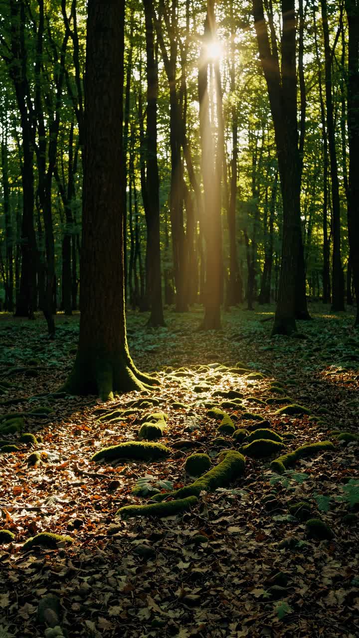 La luce del sole filtra attraverso alberi alti in una foresta serena, ripreso da un'angolazione bassa.