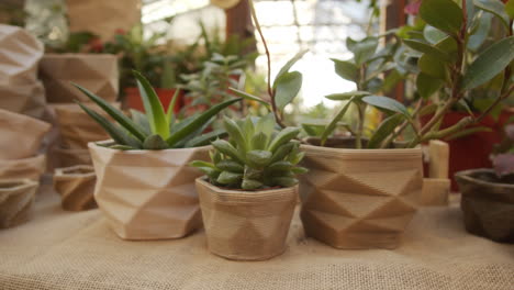 houseplants for sale in flower shop