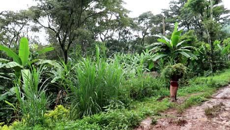 Trabajo-Duro-De-La-Población-Local-Africana-Tanzana-Que-Lleva-La-Cosecha-Por-Encima-De-La-Cabeza-En-Un-Terreno-Tropical-Fangoso-Y-Húmedo