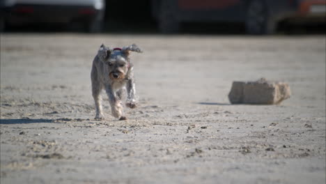 cámara lenta de un schnauzer gris corriendo hacia la cámara en la arena de la playa en un día soleado