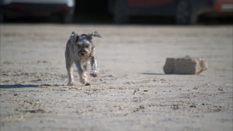 slow motion of a grey schnauzer running towards the camera on the sand at the beach on a sunny day