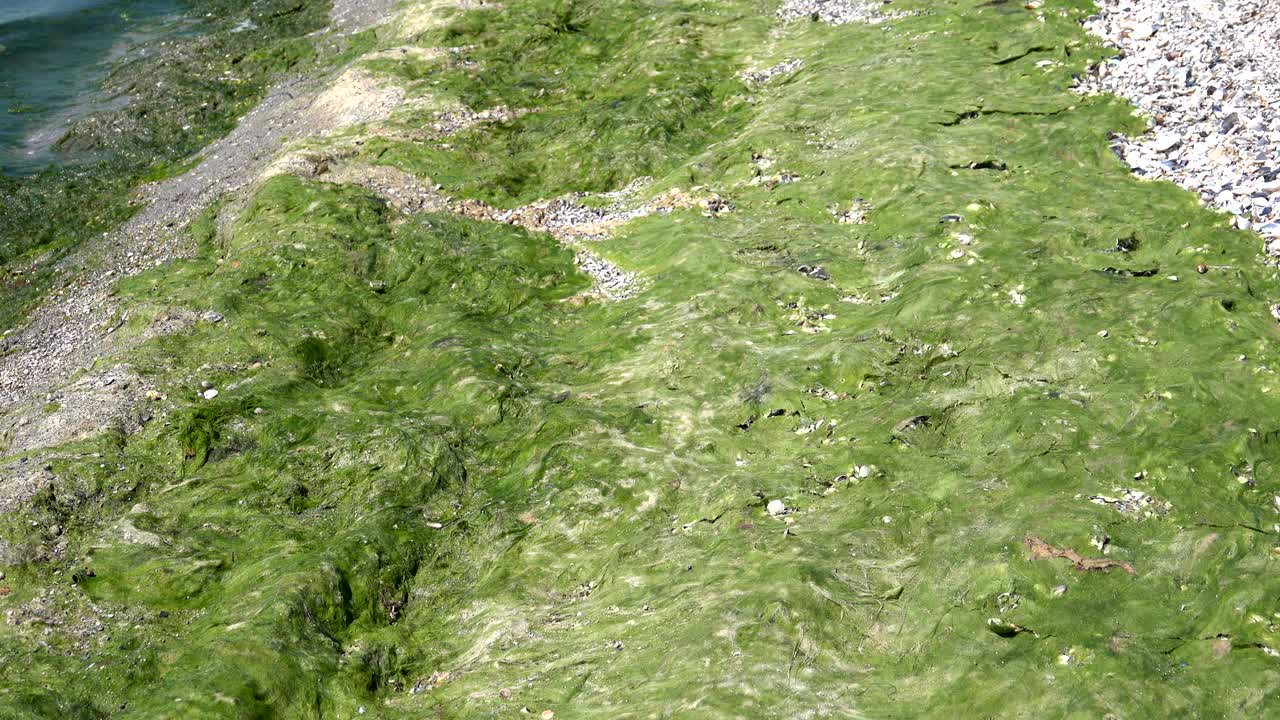 mar contaminado por algas verdes