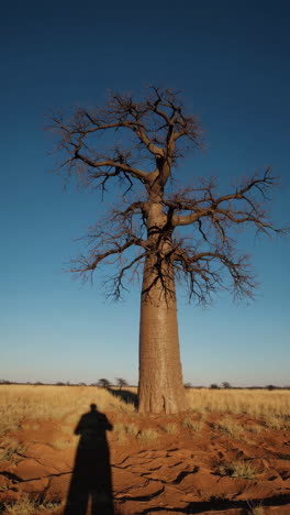 baobab tree in the african desert