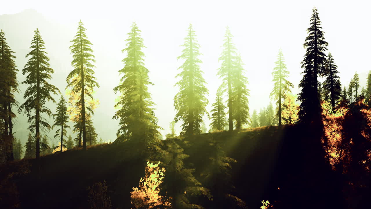 Sunlight filters through tall trees in a vibrant forest landscape during autumn