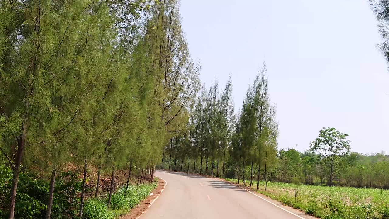 Con đường quanh co xuyên qua những hàng cây