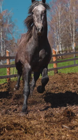 brown and dapple grey horses run along paddock with wet ground slow motion. playful equine animal overtakes chestnut stallion in race closeup