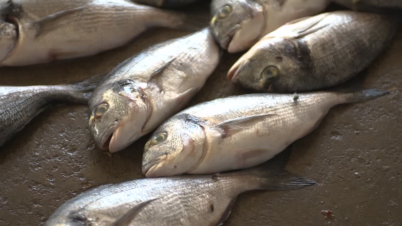 moscas arrastrándose sobre pescado fresco en un mercado de pescado palestino en gaza
