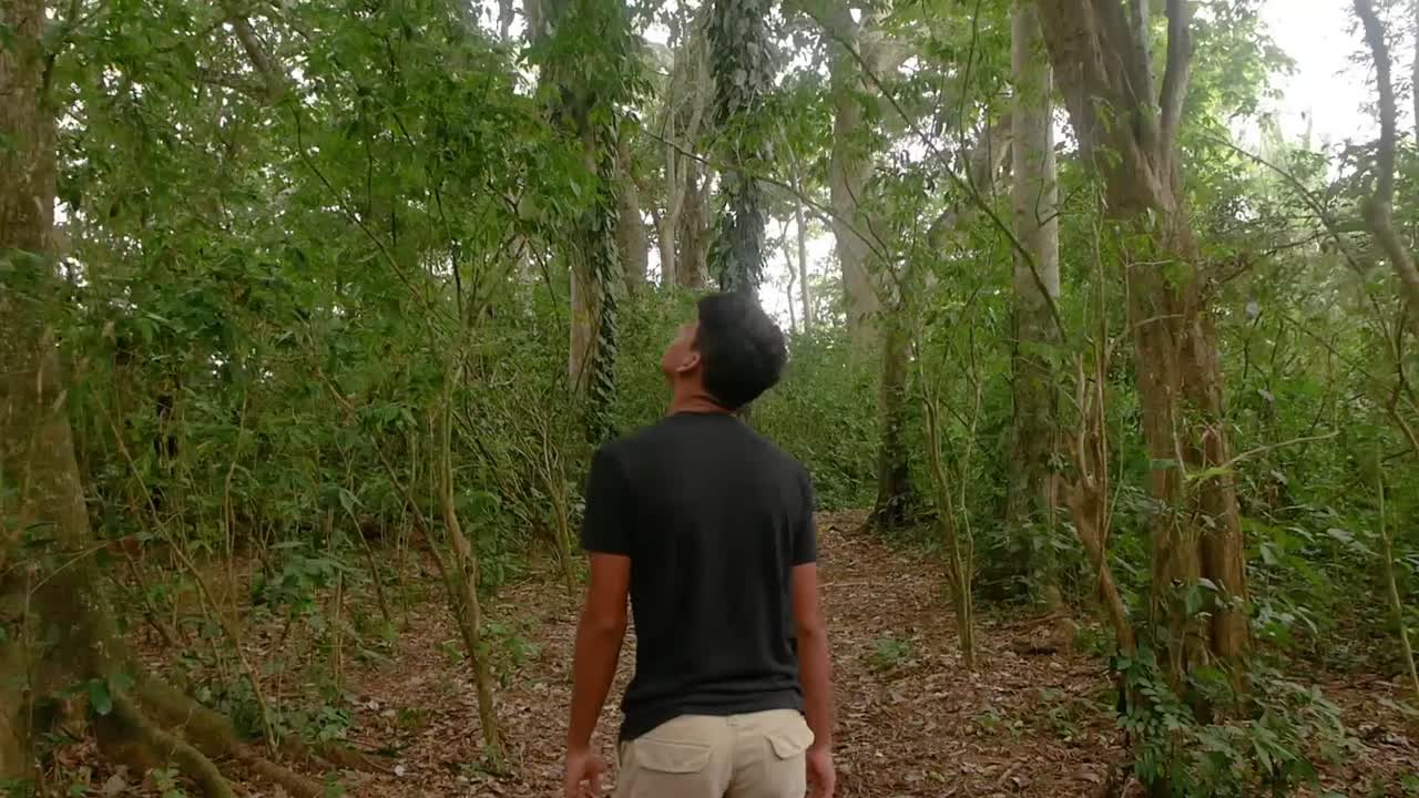 random guy walking in the forest observing huge trees.