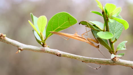 mantis religiosa sp