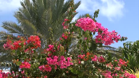 palm tree and bougainvillea flowers in grand turk,turk and caicos islands