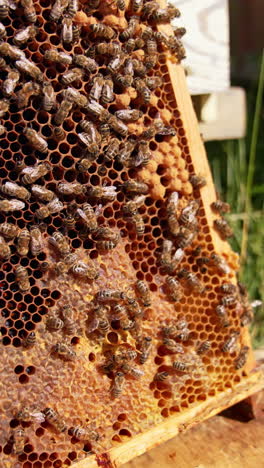 wax frame covered with worker bees in the sun light. honey insects drawl by the honeycombs partially sealed. blurred backdrop. vertical video