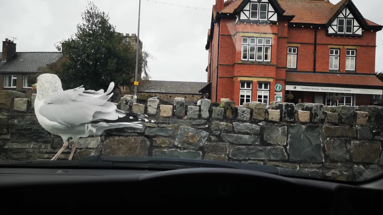 쌀쌀한 바람에 자동차 보닛 후드 위를 걷는 배고픈 건방진 갈매기