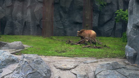 bear in zoo aviary. brown bear on green grass. powerful ursus arctos