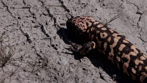 Gila-monster-on-desert-tire-tracks-dirt