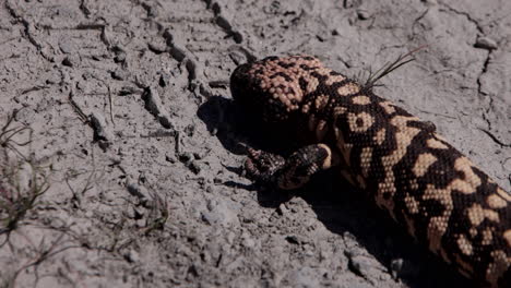 monstruo de gila en el desierto huellas de neumáticos suciedad