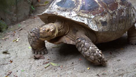 Close-up-shot-of-a-large-African-spurred-tortoise,-centrochelys-sulcata-with-long-lifespan,-slowly-crawling-and-moving-forward-with-its-stumpy-and-padded-feet,-foraging-for-food-on-the-ground