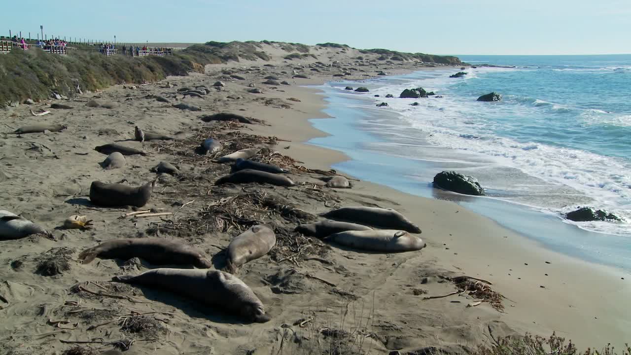 큰 무리의 코끼리물범들이 캘리포니아 중부의 해변에 누워 있다