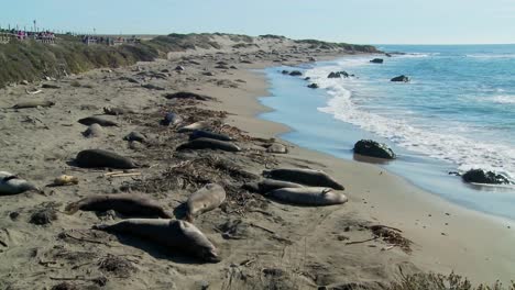 Grandes-Grupos-De-Elefantes-Marinos-Se-Encuentran-En-Una-Playa-En-El-Centro-De-California