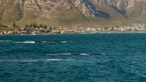 southern right whales in coastal waters of seaside town - mountain backdrop