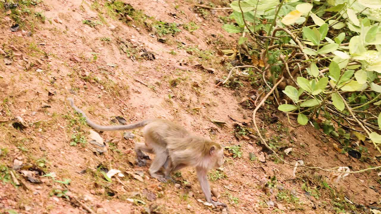 A monkey moves through a natural environment