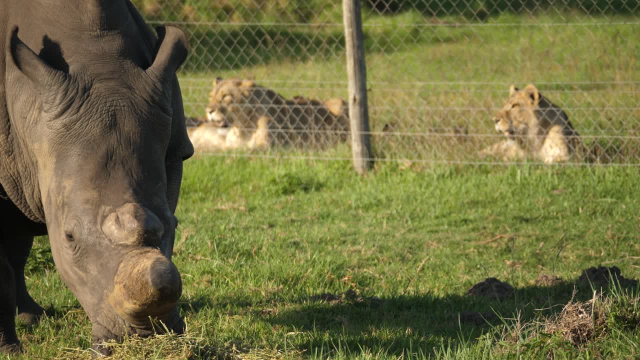 동물원 인클로저의 사자 옆에서 풀을 뜯고 있는 코뿔소의 클로즈업