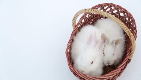 two white fluffy rabbits in a basket