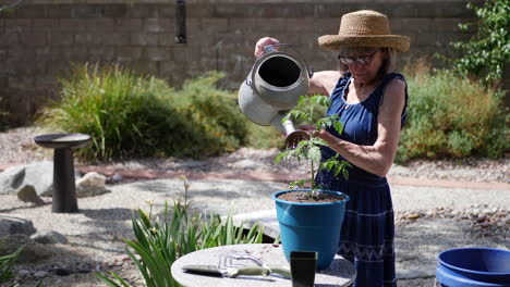 Eine-Schöne-Alte-Gärtnerin,-Die-An-Einem-Sonnigen-Tag-Im-Garten-In-Zeitlupe-Eine-Gießkanne-An-Ihrer-Neu-Gepflanzten-Tomate-Verwendet