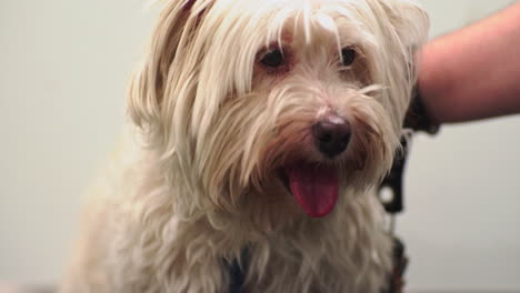 Small-dog-at-the-vet-waiting-for-treatment,-looks-relaxed,-Maltese-breed