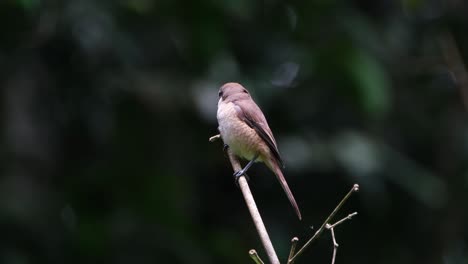 facing to the left while looking around as the forest turns from dark then bright as sunlight comes in, brown shrike lanius cristatus, philippines