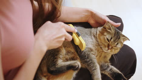 woman grooming a cat