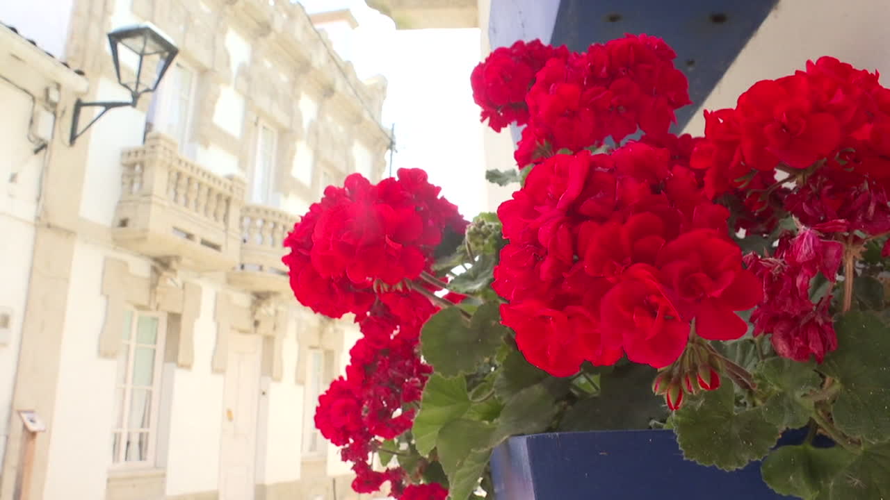 Red Geraniums in a Town