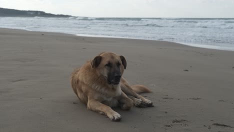 dog relax beach