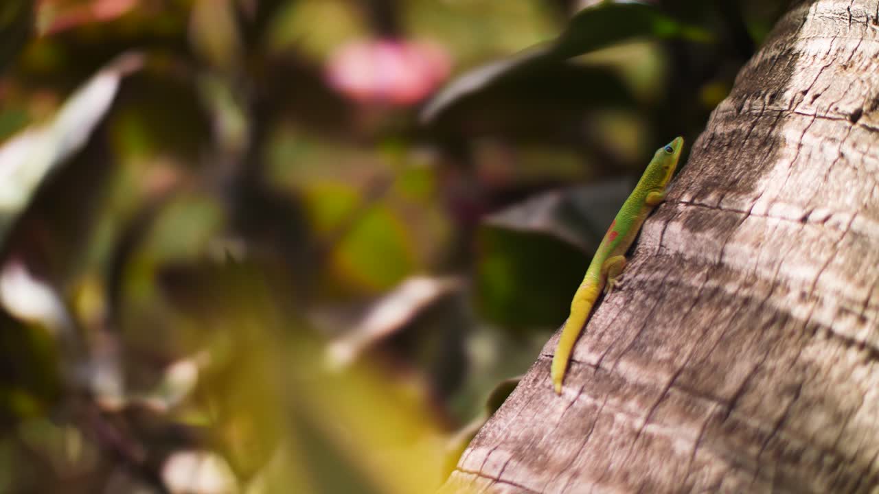 el infame gecco verde hawaiano