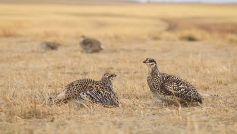 two sharp tailed grouse male birds lekking, fighting ritual