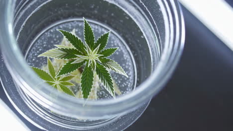 cannabis plant in a hydroponic growing jar