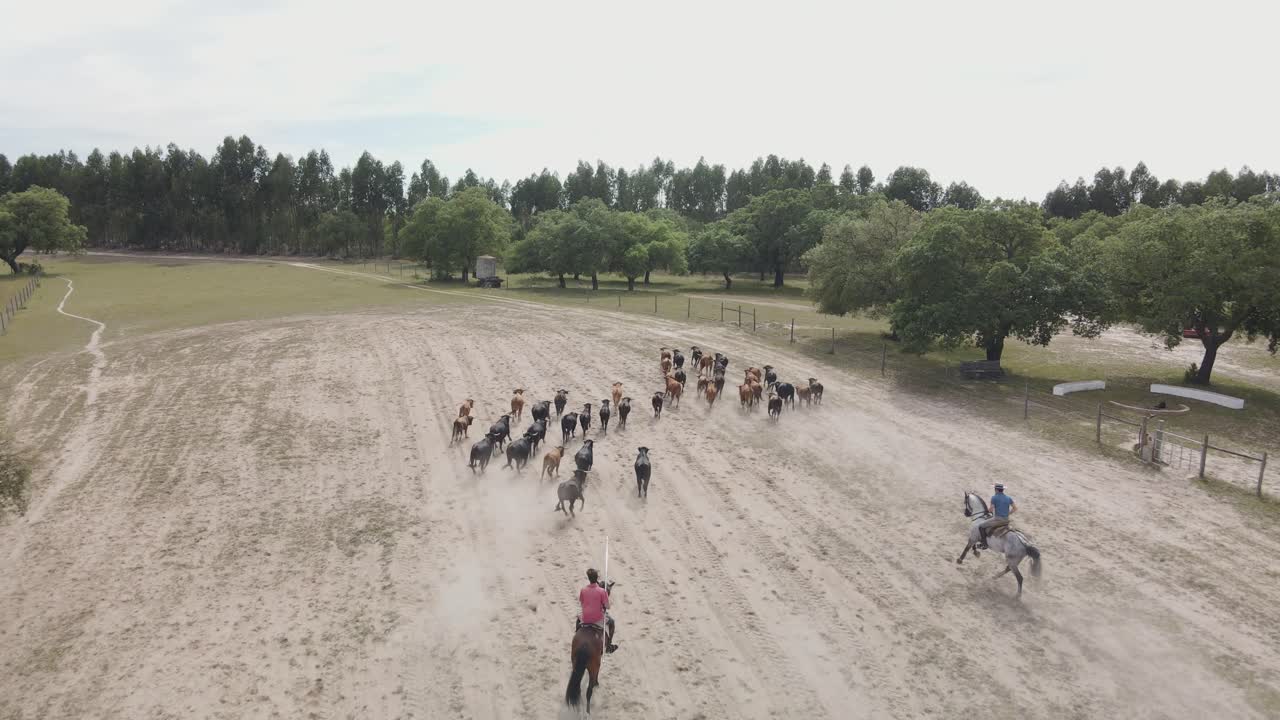 Group of cows running on a filed with a knight and a horse