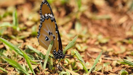 Mariposa-Monarca-Africana-En-El-Suelo,-Despega-Y-Se-Va-Volando