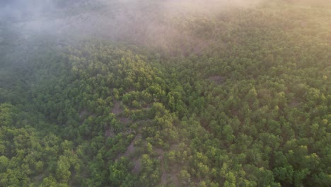 zona verde, imagen formada en el bosque a la luz del día, imágenes de drones de la gran vista del bosque de la cordillera, bosque majestuoso