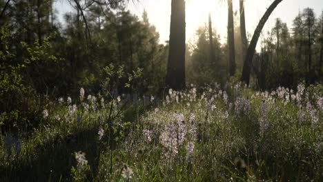 Morning-sunrise-sun-flare-through-the-purple-wildflowers