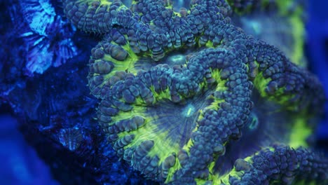 macro shot of blastomussa coral under actinic lighting, showing lime green flesh with faded blue outer edges and detailed textured polyps in reef aquarium