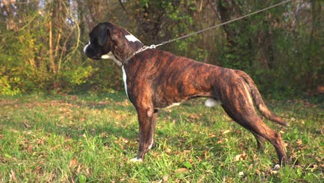 pedigreed purebred boxer dog standing still in a garden