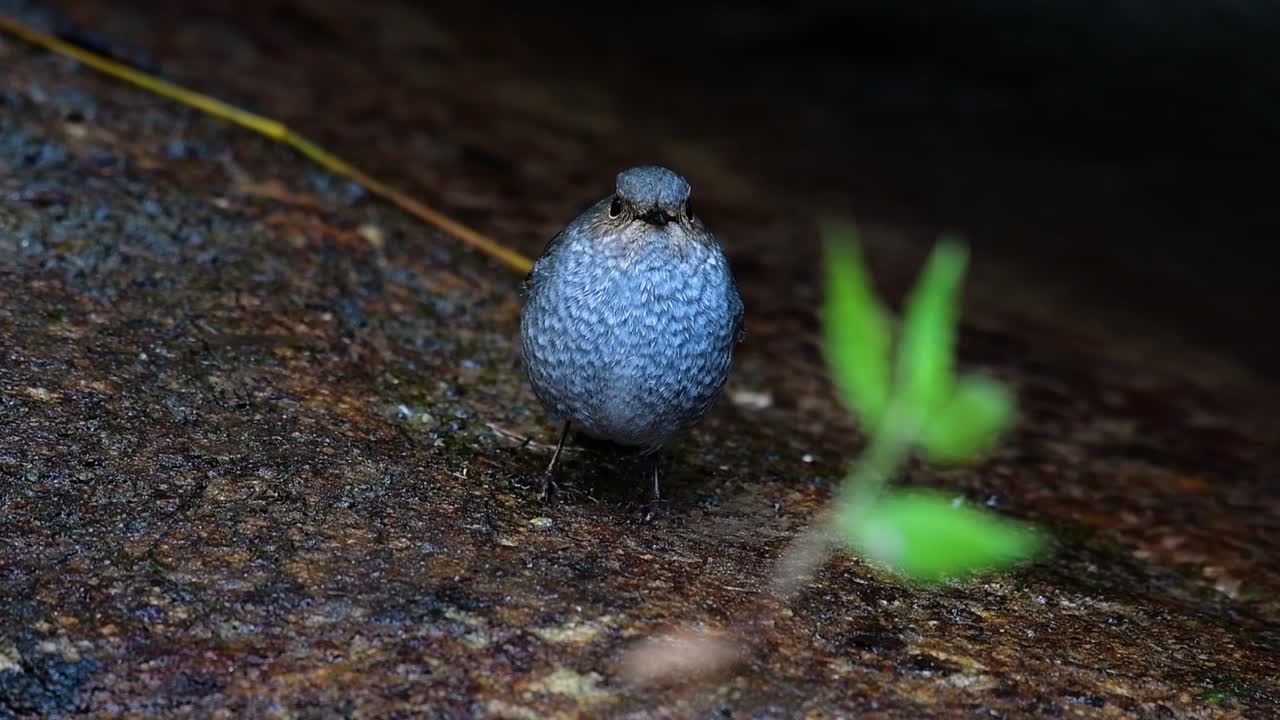 이 암컷 plumbeous redstart는 수컷만큼 화려하지는 않지만 확실히 귀여운 새의 공처럼 푹신합니다.