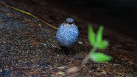 esta hembra de colirrojo plomizo no es tan colorida como el macho pero seguro que es tan esponjosa como una bola de un lindo pájaro