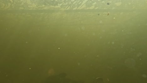 Underwater-view-of-fish-feeding,-showcasing-a-group-of-fish-with-speckled-patterns-swimming-in-green,-murky-water