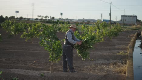 elderly farmer pruning orange trees