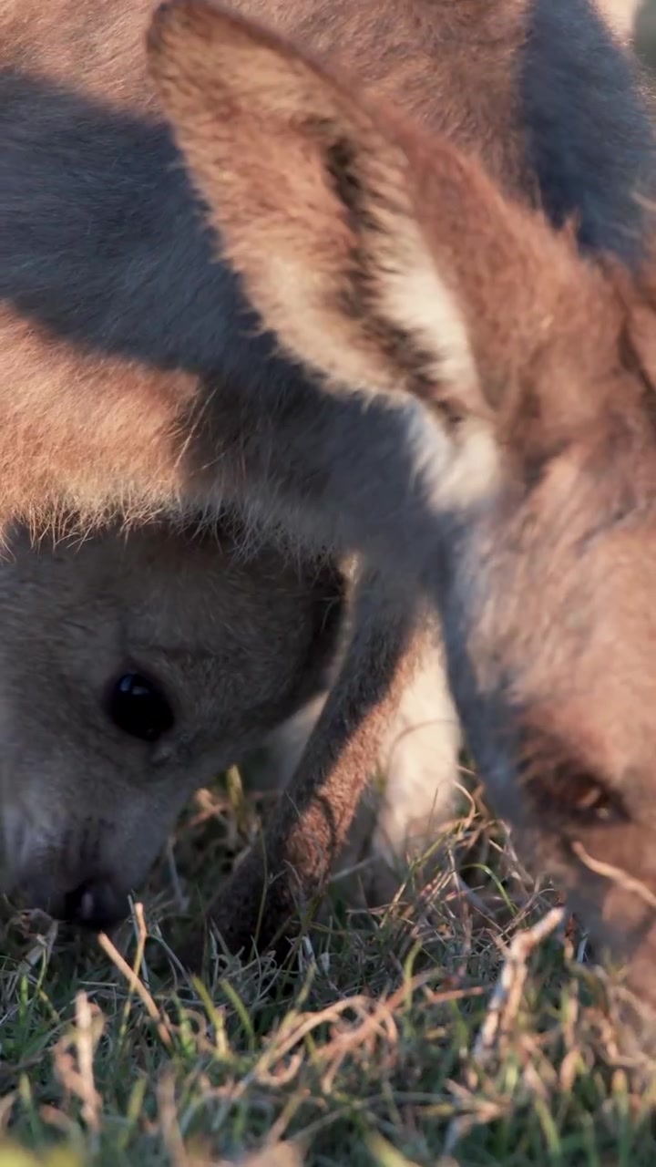 Un giovane cucciolo di canguro si nutre di erba nella calda luce del tramonto, in primo piano, con un leggero movimento della telecamera e un ambiente esterno naturale.