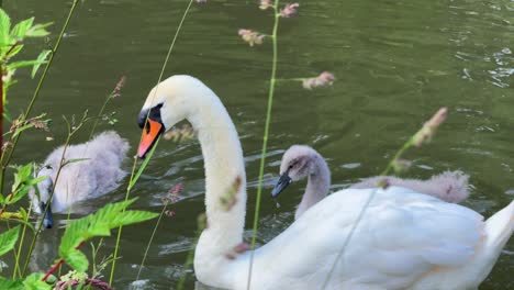 swan family in a peaceful lake