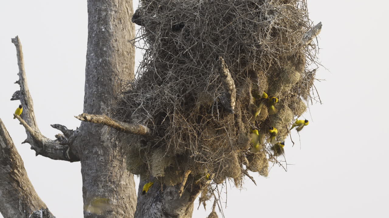 Lesser masked nesting together on a dead tree, 60fps
