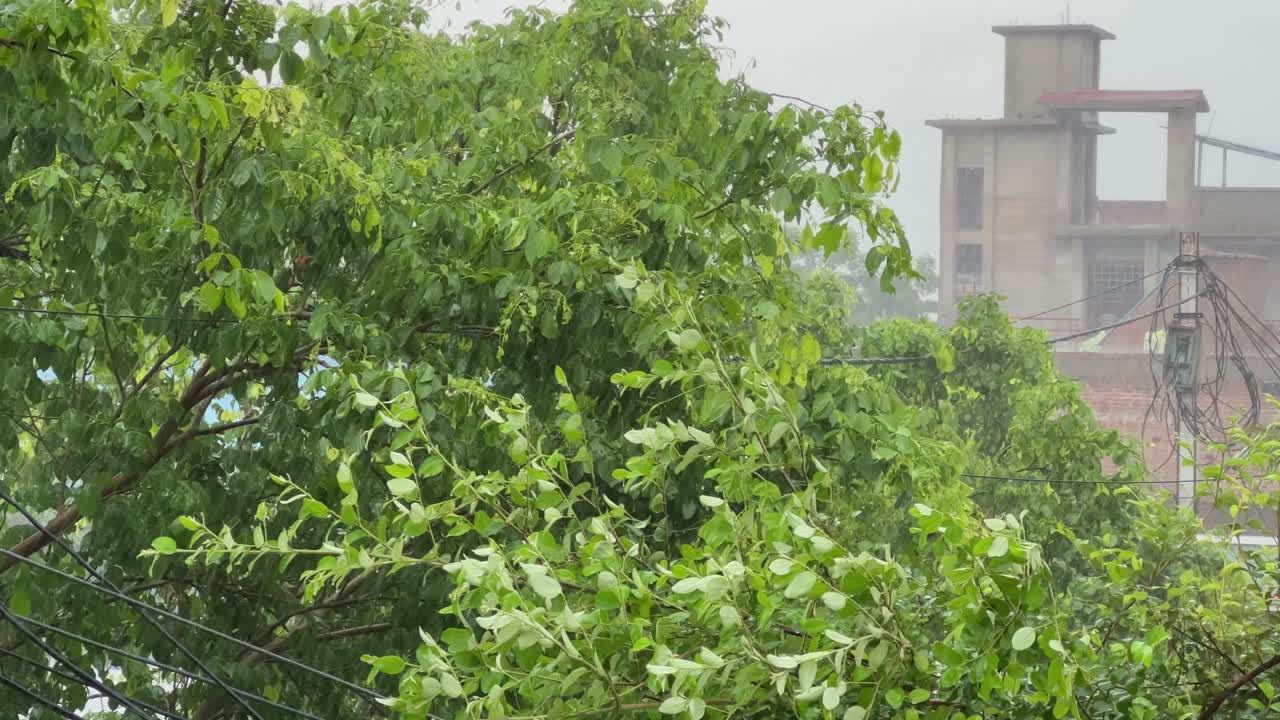 Static shot of the monsoon season in an Indian city with rain falling on lush green trees with heavy wind